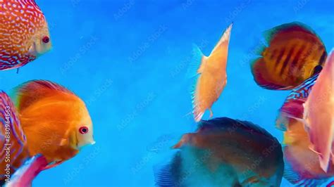 Image result for Large Discus Fish