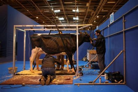 Special 'Indian drink' cow urine in Dubai supermarket: WhatsApp message ...