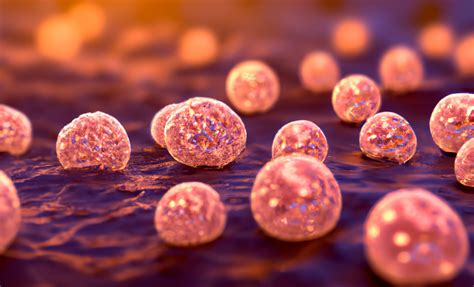 Image result for Pathogen Explanation