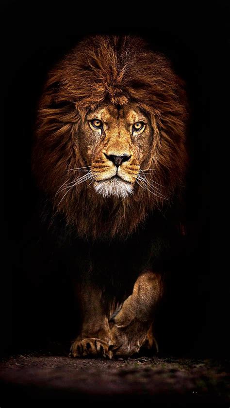 Lion Phone Wallpapers - Wallpaper Cave