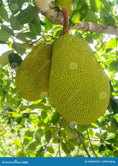 Jack Fruit on tree stock image. Image of plant, south - 30608109