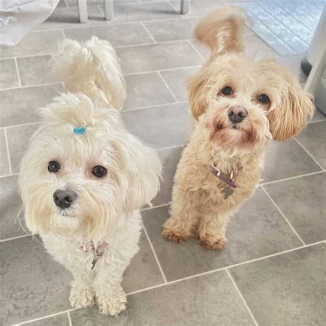 Cream Maltipoo Full Grown