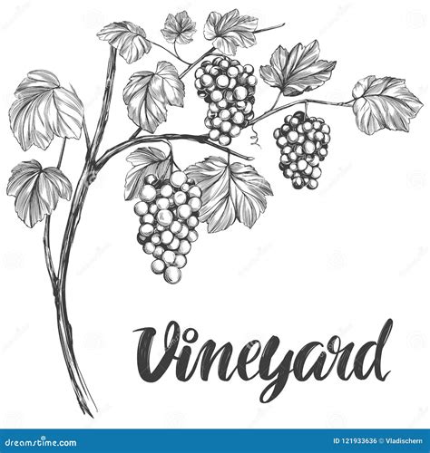 Grape Vine Drawings
