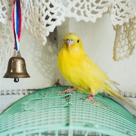 Buy 200Pcs Chicken Birds Leg Rings quail leg bands Numbered Chicken ...