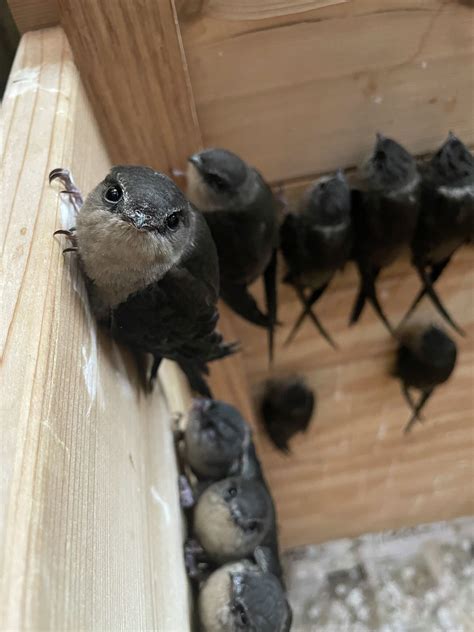 CT wildlife center seeing more of these birds orphaned than ever befor