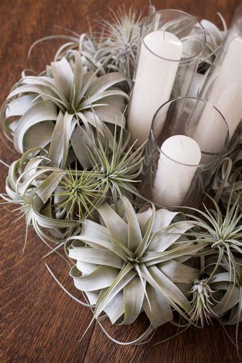 Air Plants Arrangements 的图像结果