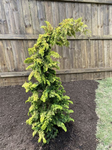 Hinoki Cypress Fernspray Gold | Compact fernspray hinoki cypress ...