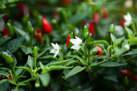 Pepper Flowers: Everything You Need To Know