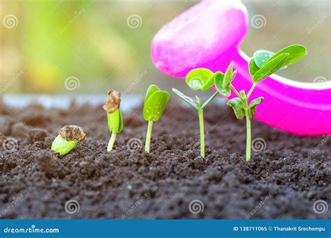 Image result for Sapling Development