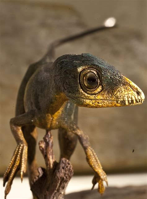 Meet eoraptor the world s first dinosaur – Artofit