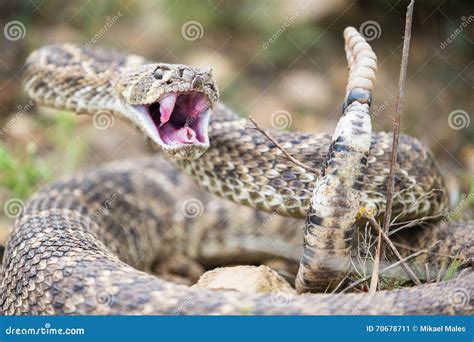 Western Diamondback Rattlesnake Striking The Key To Protecting