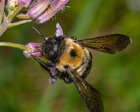 The eastern carpenter bee: an unloved nectar-robbing bee - Honey Bee Suite