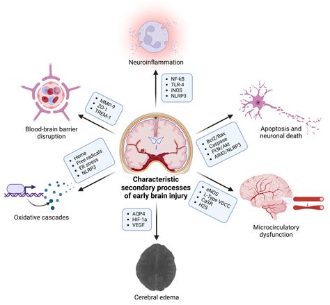 Early Brain Injury After Subarachnoid Hemorrhage: Incidence and ...