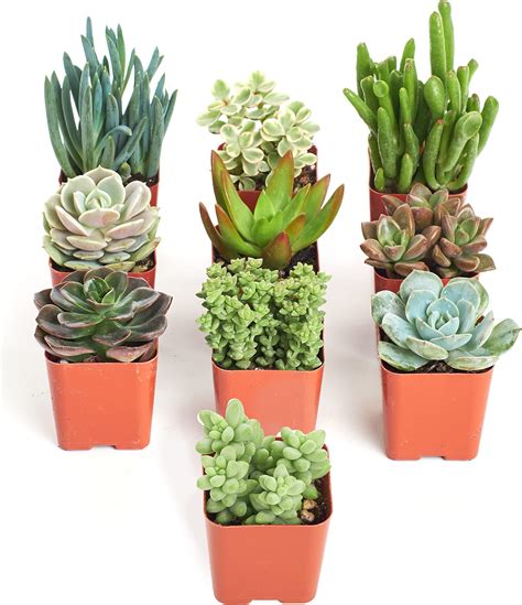 Amazon.com : Shop Succulents Assorted Succulent Plant Pack Bulk ...