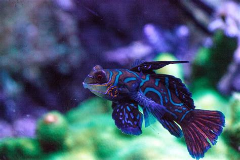 Mandarin Goby: [Synchiropus splendidus] Full Caresheet - Aquariadise