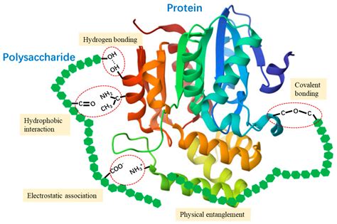Improving the Gelation Properties of Pea Protein Isolates Using Psyllium Husk Powder: Insight ...