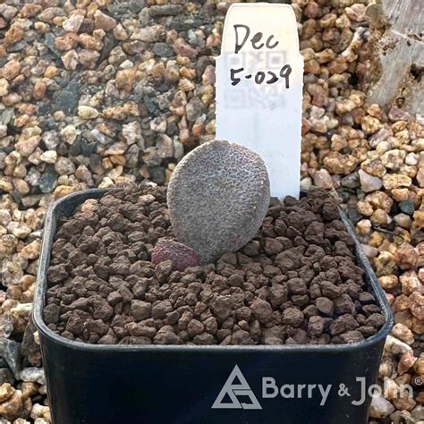 玉荷包天章｜Adromischus Marianae ‘Litchi‘ – Barry & John