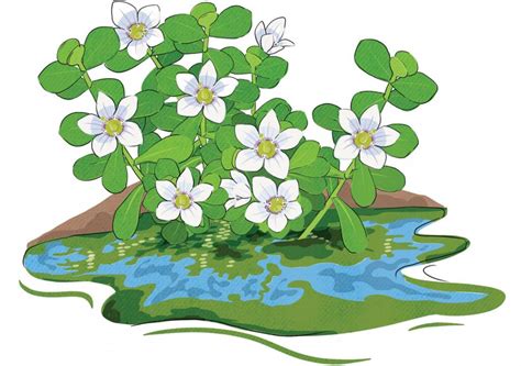 Algae Revolutionizes Irrigation