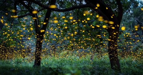 What is fireflies festival? 5 places in Maharashtra to spot fireflies