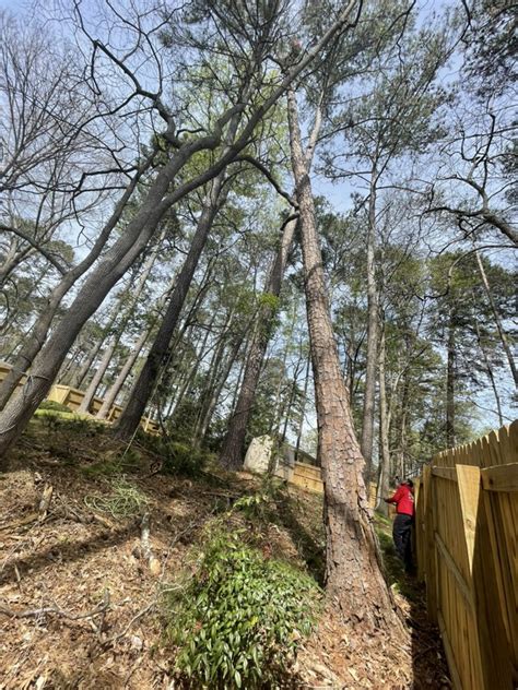 Image result for Alpharetta Tree Service