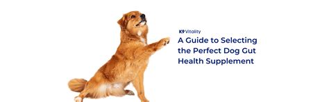Best Dog Gut Health Supplements: Quick Guide – K9 Vitality