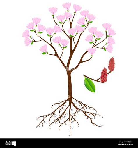 Parts of pink magnolia tree on a white background Stock Vector Image ...