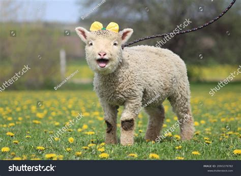 26 Babydoll Southdown Images, Stock Photos & Vectors | Shutterstock