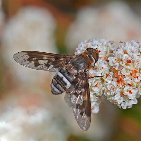 Exoprosopa divisa from Featherly Regional Park, CA, USA on July 10 ...