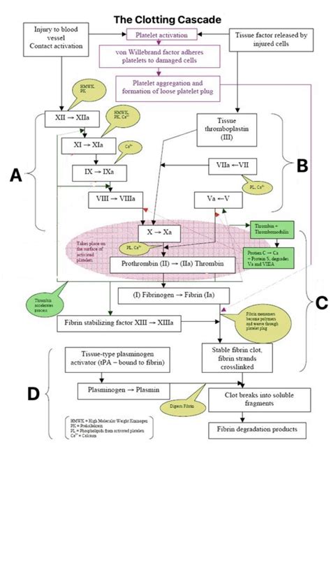 Blood Clotting Cascade