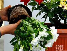 fiori da davanzale sul davanzale una cassetta fiorita tutta l estate cose fiori da davanzale sul davanzale una cassetta fiorita tutta l estate cose