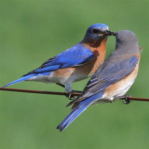 Most Common Backyard Birds in South Carolina (Birds Facts)