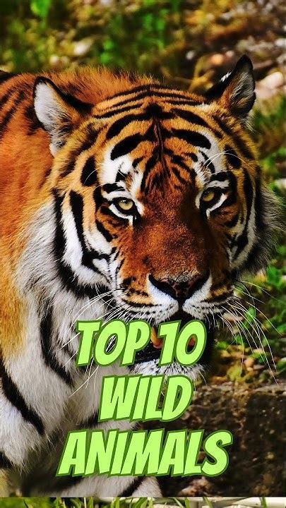 Image result for Watchmojo.com Top 10 Animals