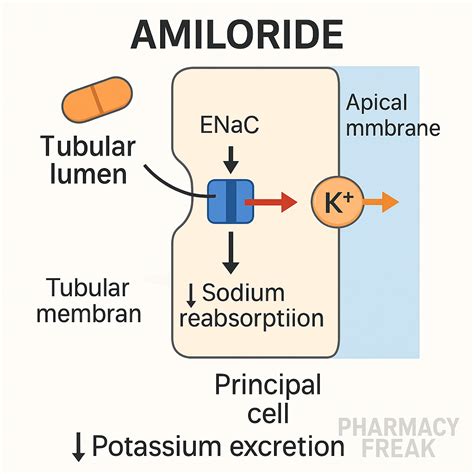 Mechanism of Action of Potassium-Sparing Diuretics