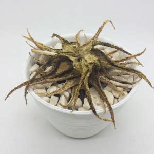Ugaoo Cryptanthus Pink - Earth Star Plant with Self Watering Pot ...