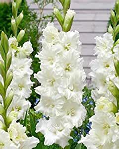 green plaza Flower Bulbs IMP. Gladiolus/Sword Lilly White Flower Bulbs ...