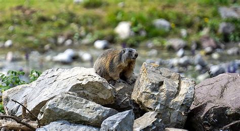 Marmot Removal - Trutech Wildlife Service