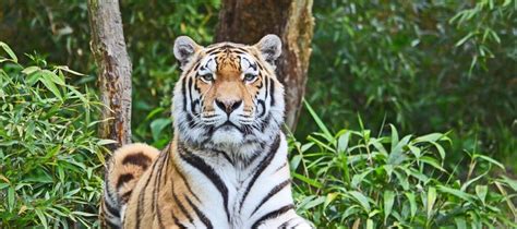 Pench National Park, Pench Tiger Reserve Booking Portal