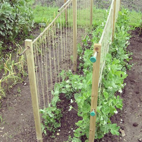 How to trellis peas in your garden – Artofit