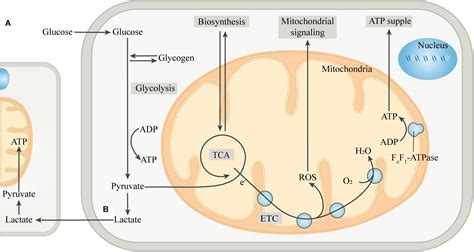 Frontiers | Output Regulation and Function Optimization of Mitochondria in Eukaryotes