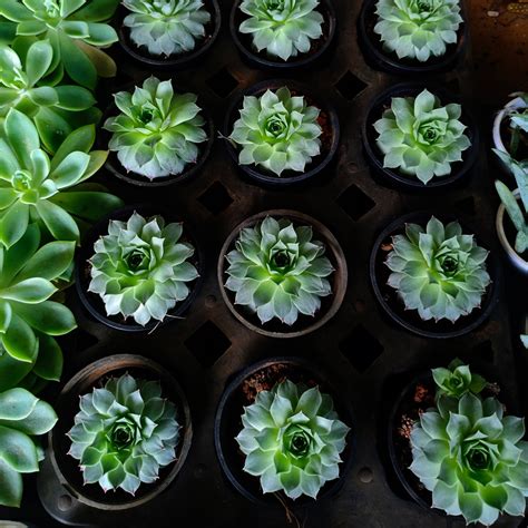 Echeveria Elegans Rose Live Plant – veliyathgardens