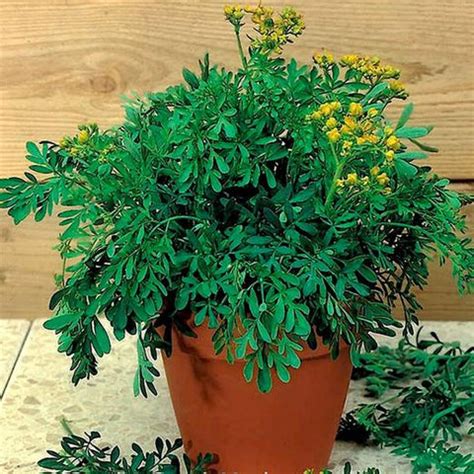 Top 10 Insect Repellent Plants You Must Have at Home | Nurserylive