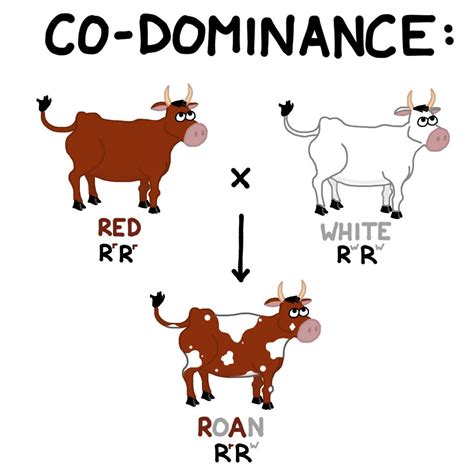 Image result for Example of Codominance