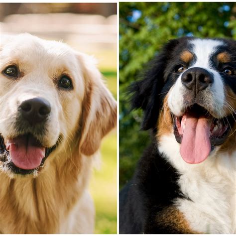 Bernese Mountain Dog And Golden Retriever
