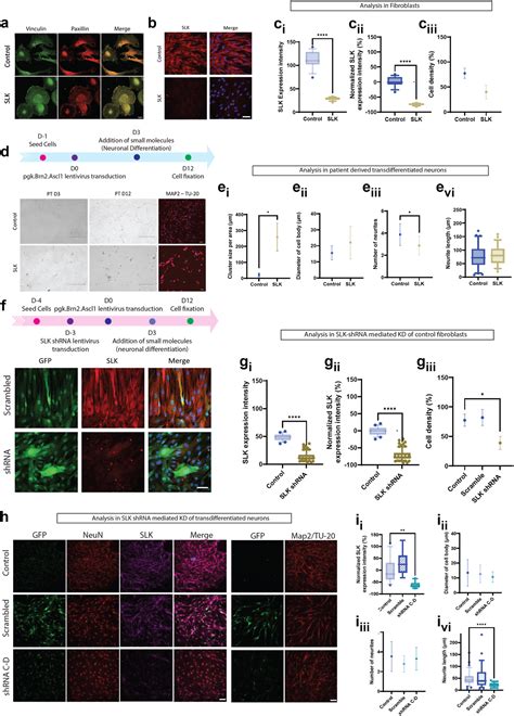 SLK is mutated in individuals with a neurodevelopmental disorder - eBioMedicine
