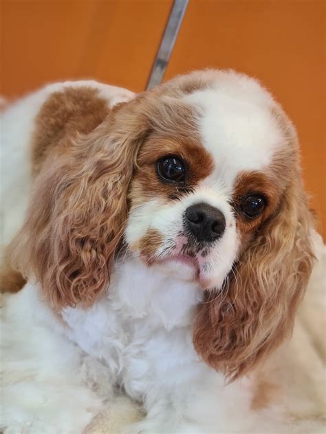 Bubbles and Barks Dog Grooming, The Smart Groomer Tutor Training, Manky ...