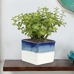 Exotic Green Feng Shui Jade Green Plant : Amazon.in: Garden & Outdoors