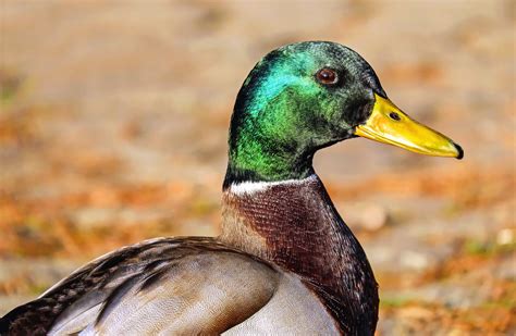 Free picture: bird, beak, nature, duck, wildlife, feather, drake, waterfowl