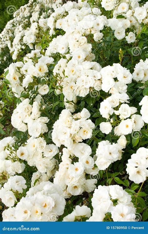 White Rose Bushes