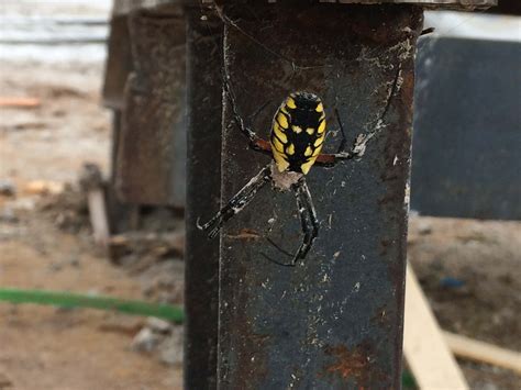 Spiders in Iowa - Species & Pictures