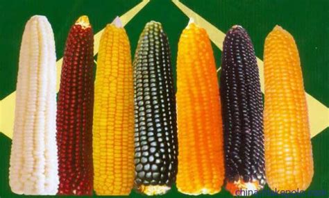 黄玉米是转基因 彩色玉米是转基因玉米吗 解密甜玉米的身世之谜_第二人生